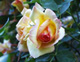 Manuden Open Gardens- 23 June